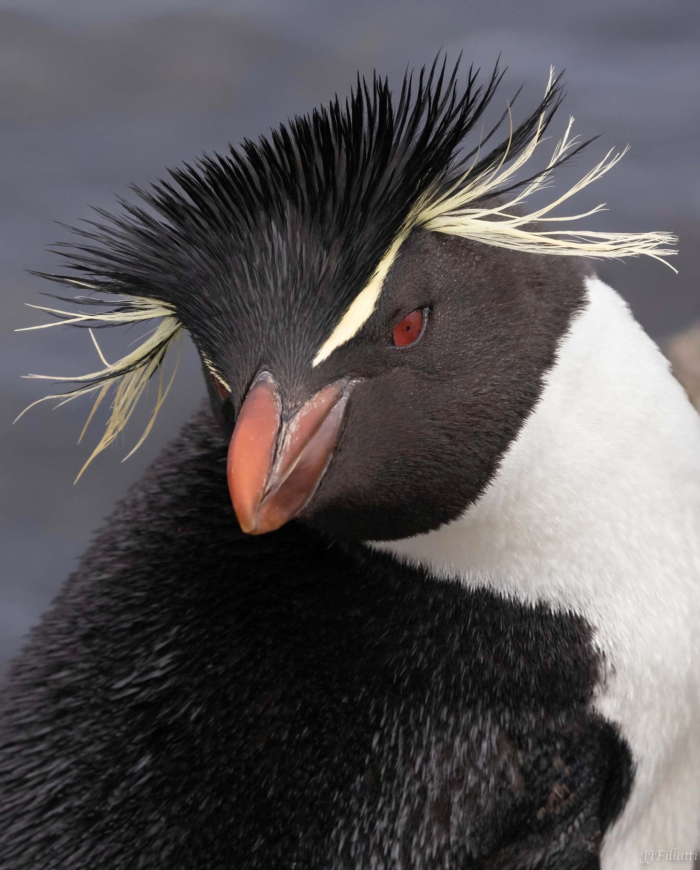 bird of the falklands image 38